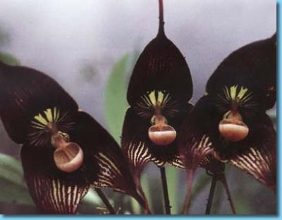 Presente la orquídea negra en Pinar del Río en este verano